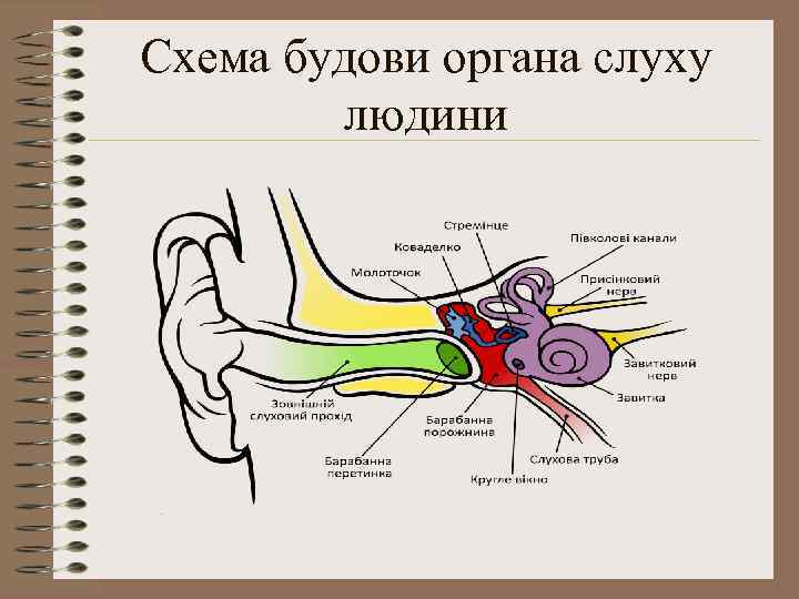 Строение слухового органа человека. Схема строения органа слуха. Орган слуха схема. Слуховой анализатор 8 класс биология рисунок. Схема органа слуха человека.
