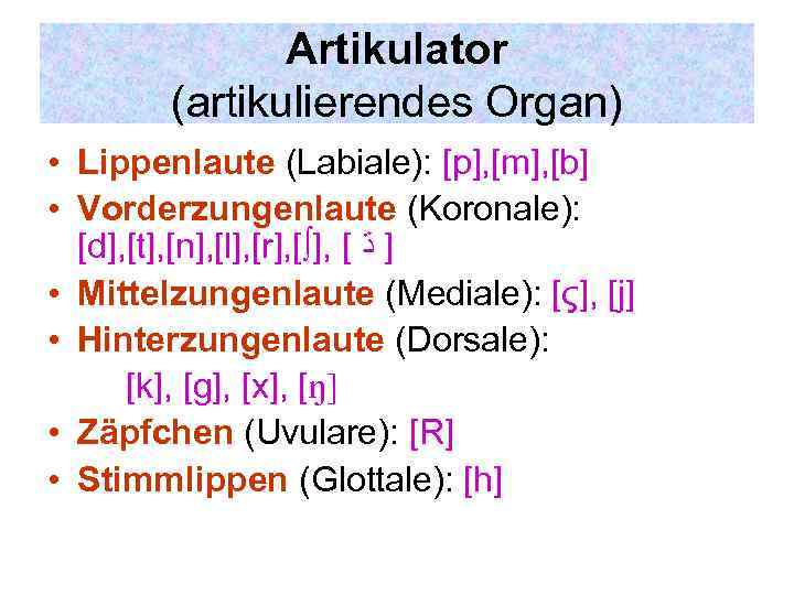 Artikulator (artikulierendes Organ) • Lippenlaute (Labiale): [p], [m], [b] • Vorderzungenlaute (Koronale): [d], [t],