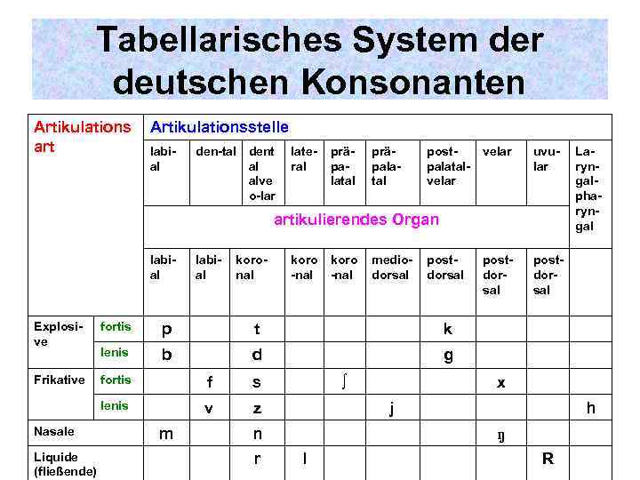 Tabellarisches System der deutschen Konsonanten Artikulations art Artikulationsstelle labial den-tal dent al alve o-lar
