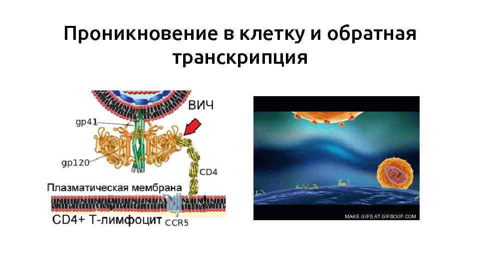 Проникновение в клетку и обратная транскрипция 