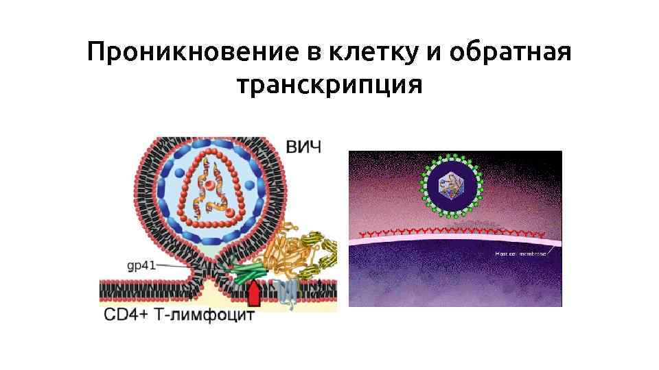 Проникновение в клетку и обратная транскрипция 