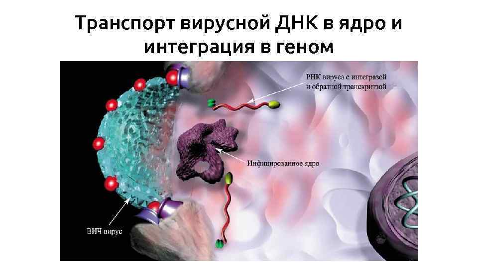 Транспорт вирусной ДНК в ядро и интеграция в геном 