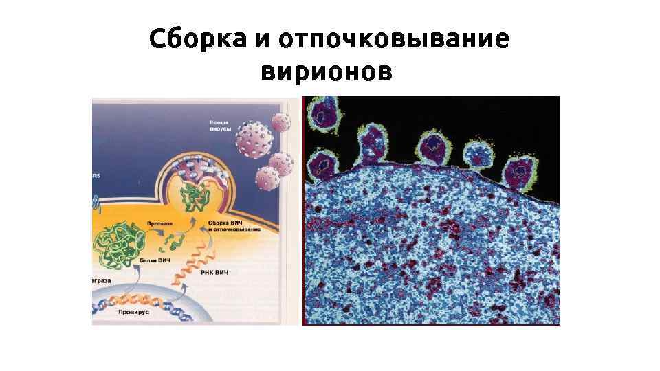 Сборка и отпочковывание вирионов 