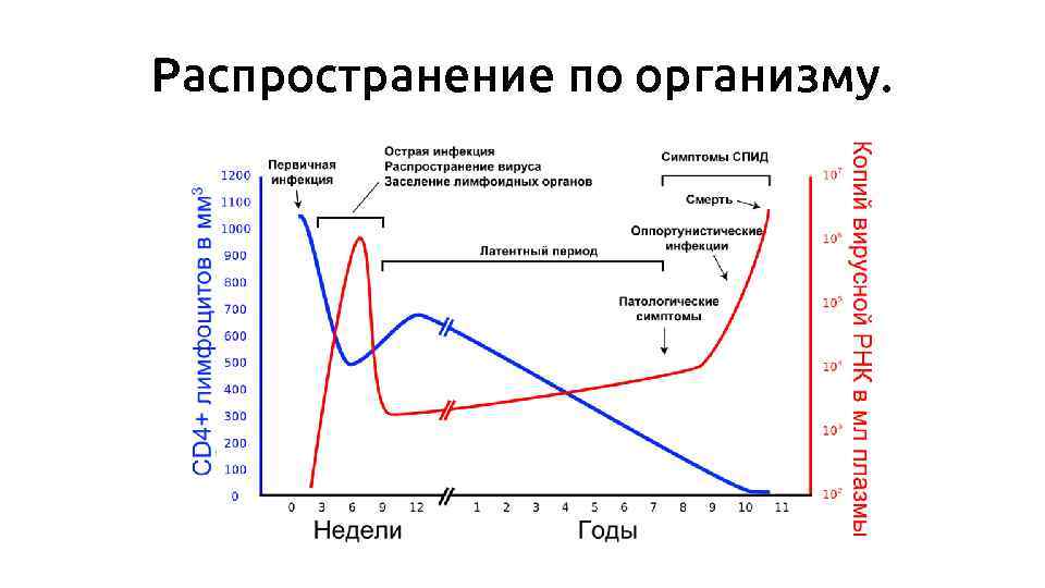 Распространение по организму. 