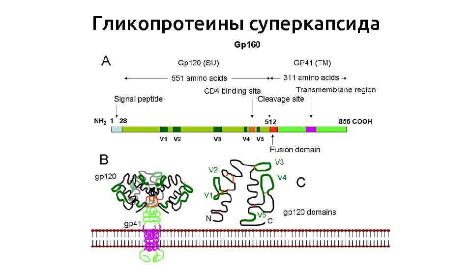 Гликопротеины суперкапсида 