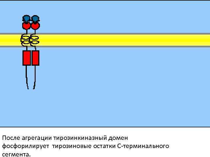 После агрегации тирозинкиназный домен фосфорилирует тирозиновые остатки С-терминального сегмента. 