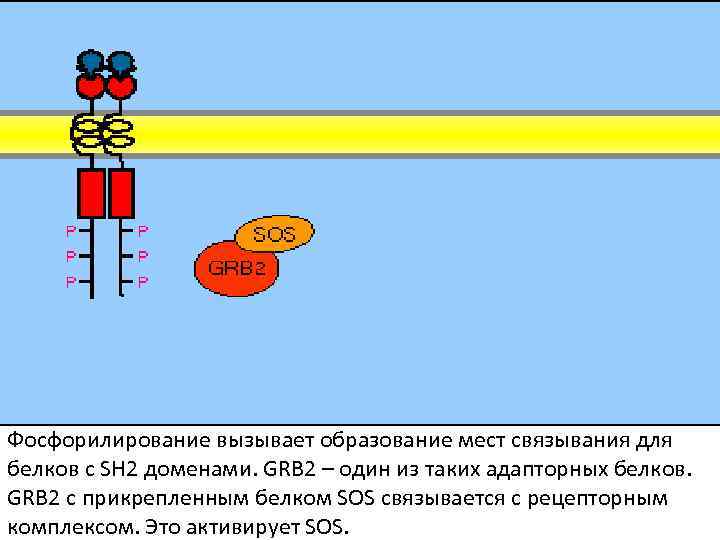 Фосфорилирование вызывает образование мест связывания для белков с SH 2 доменами. GRB 2 –