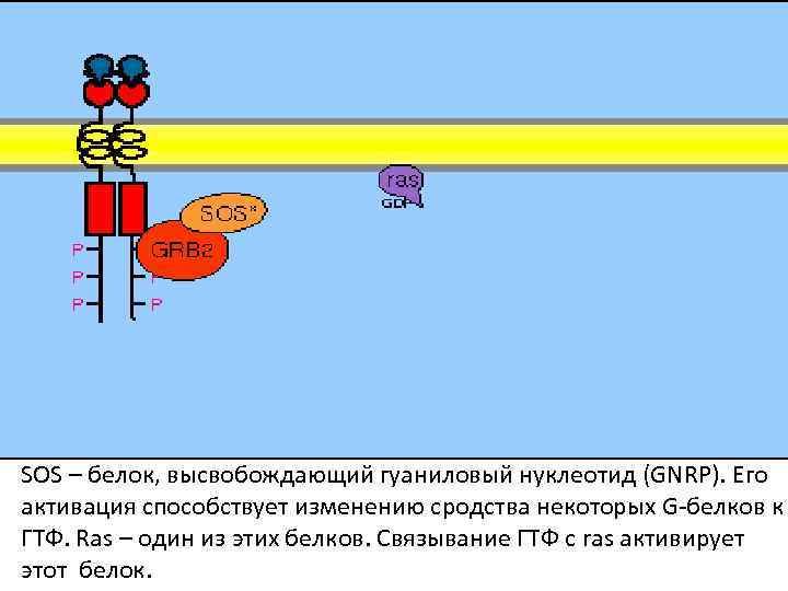 SOS – белок, высвобождающий гуаниловый нуклеотид (GNRP). Его активация способствует изменению сродства некоторых G-белков