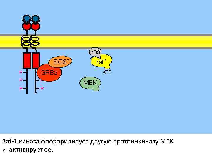 Raf-1 киназа фосфорилирует другую протеинкиназу MEK и активирует ее. 