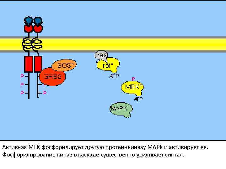 Активная MEK фосфорилирует другую протеинкиназу MAPK и активирует ее. Фосфорилирование киназ в каскаде существенно