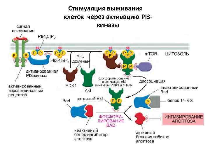 Стимуляция выживания клеток через активацию PI 3 киназы 