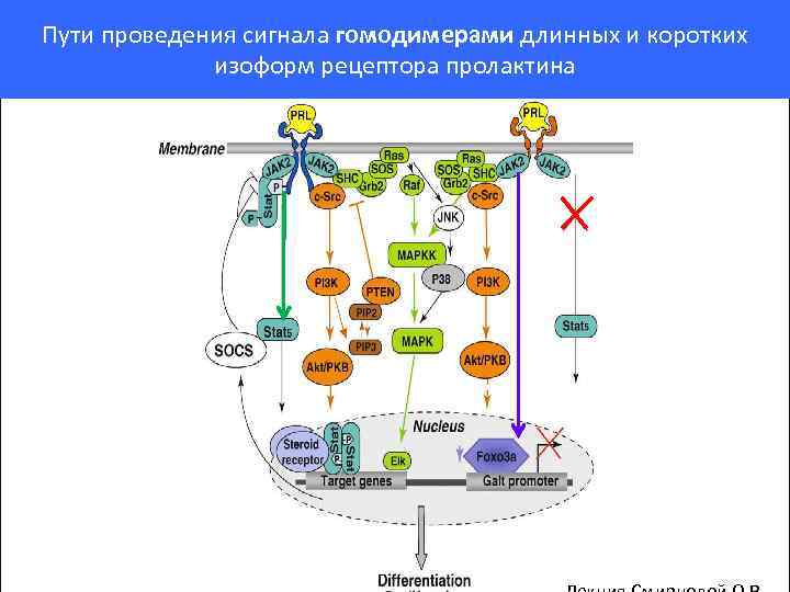 Пути проведения сигнала гомодимерами длинных и коротких изоформ рецептора пролактина 