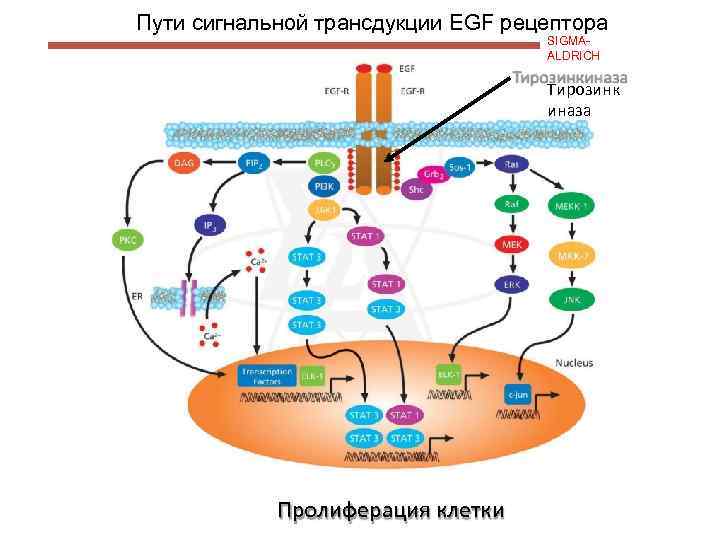Пути сигнальной трансдукции EGF рецептора SIGMAALDRICH Тирозинк иназа Пролиферация клетки 