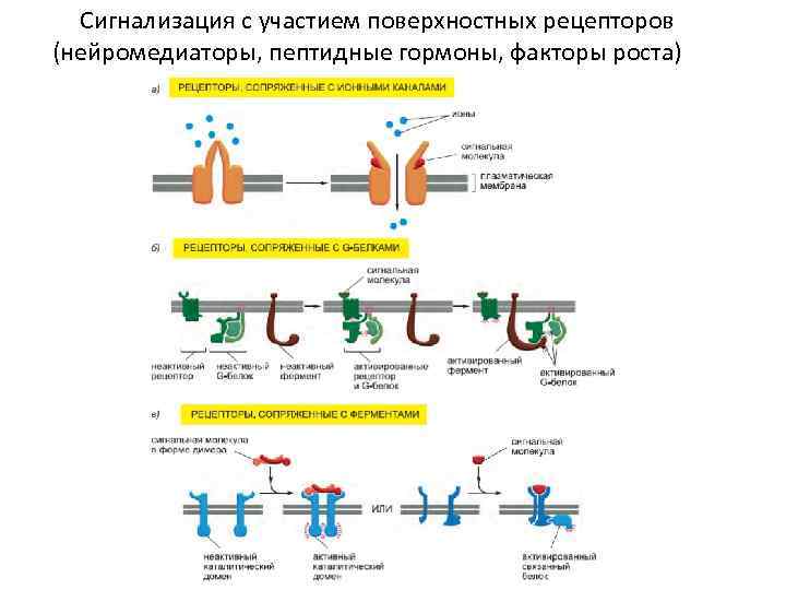 Сигнализация с участием поверхностных рецепторов (нейромедиаторы, пептидные гормоны, факторы роста) 
