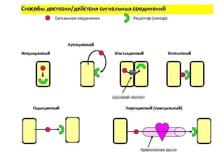 Способы доставки/действия сигнальных соединений Сигнальное соединение Рецептор (сенсор) Аутокринный Интракринный Юкстакринный Контактный Щелевой контакт