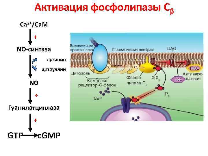 Активация фосфолипазы Сβ Са 2+/Са. М + NO-синтаза аргинин цитруллин NO + Гуанилатциклаза +
