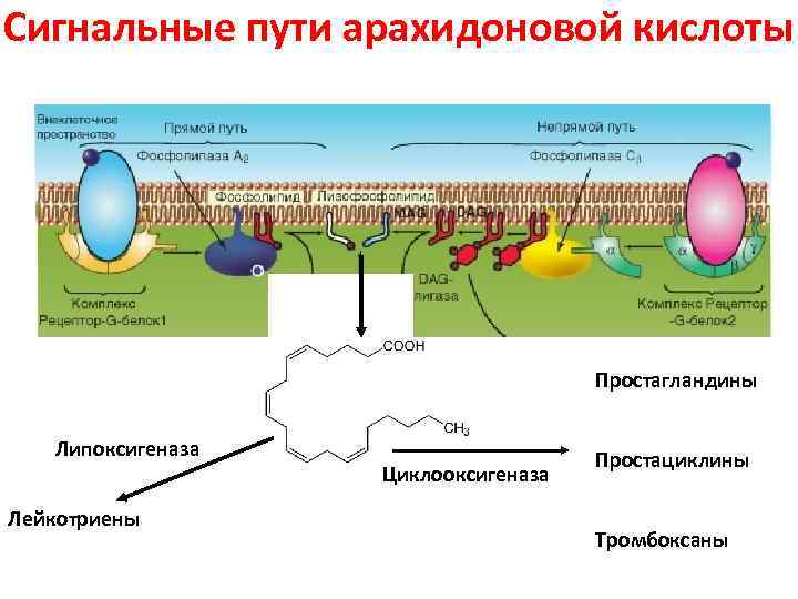 Сигнальные пути арахидоновой кислоты Простагландины Липоксигеназа Лейкотриены Циклооксигеназа Простациклины Тромбоксаны 