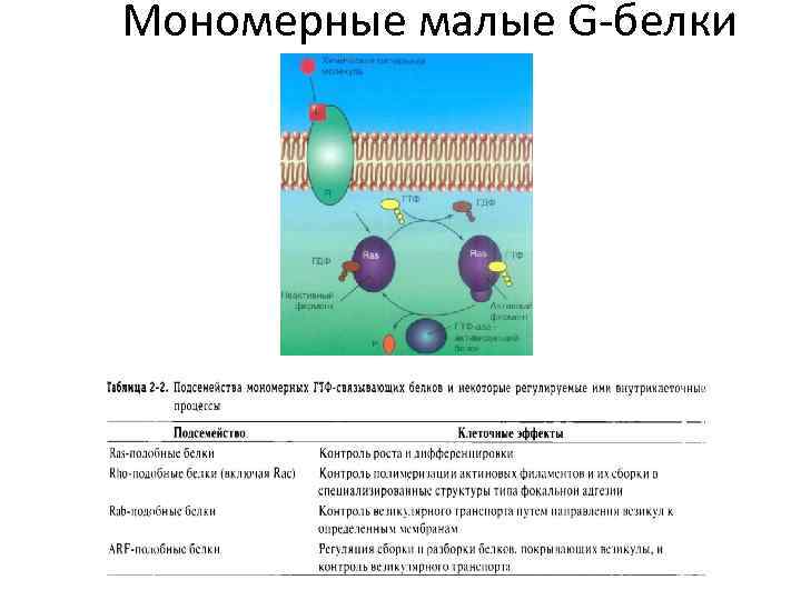 Мономерные малые G-белки 