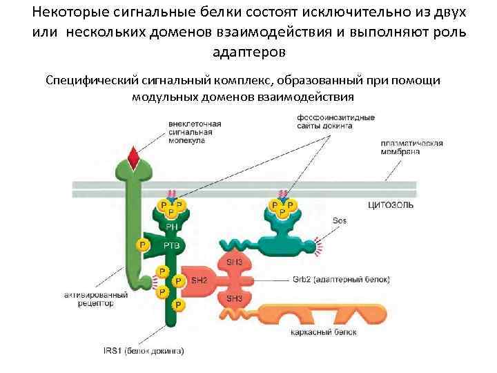 Некоторые сигнальные белки состоят исключительно из двух или нескольких доменов взаимодействия и выполняют роль