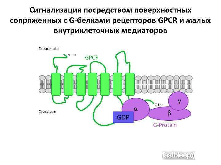 Сигнализация посредством поверхностных сопряженных с G-белками рецепторов GPCR и малых внутриклеточных медиаторов 