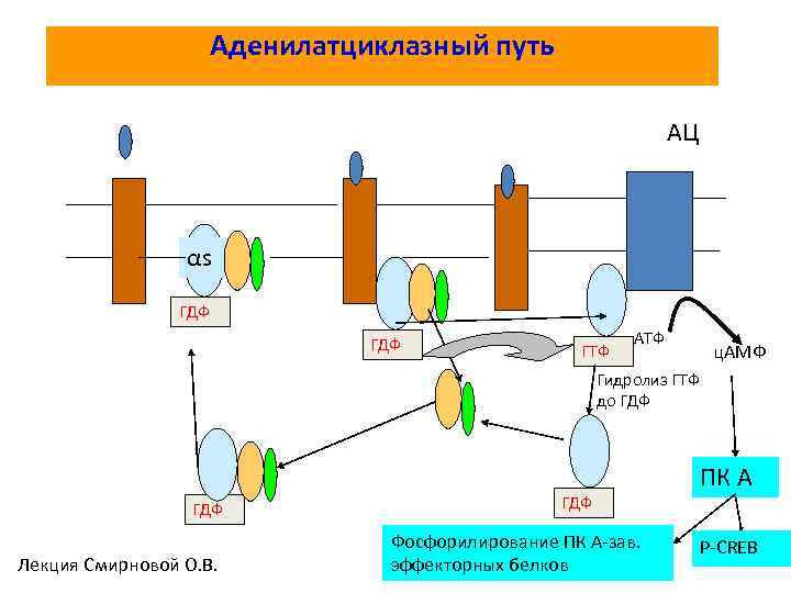 Аденилатциклазный путь АЦ αs ГДФ ГТФ АТФ ц. АМФ Гидролиз ГТФ до ГДФ Лекция