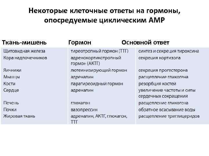 Некоторые клеточные ответы на гормоны, опосредуемые циклическим AMP Ткань-мишень Гормон Основной ответ 
