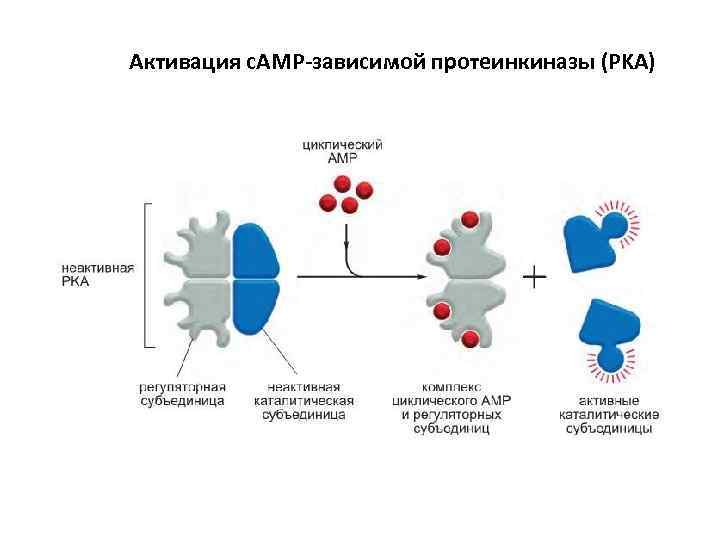 Активация c. AMP-зависимой протеинкиназы (PKA) 