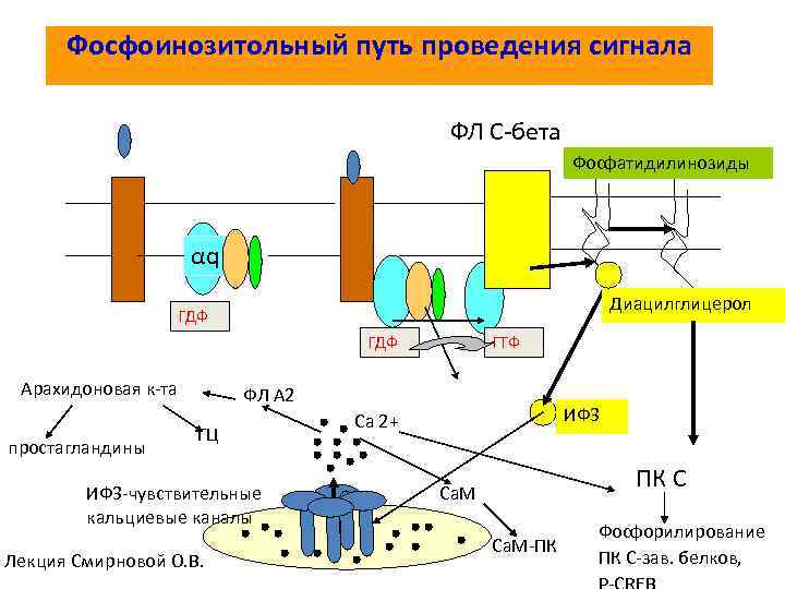 Фосфоинозитольный путь проведения сигнала ФЛ С-бета Фосфатидилинозиды αq Диацилглицерол ГДФ Арахидоновая к-та простагландины ГТФ
