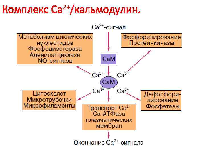 Комплекс Са 2+/кальмодулин. 