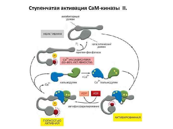 Ступенчатая активация Ca. M-киназы II. 