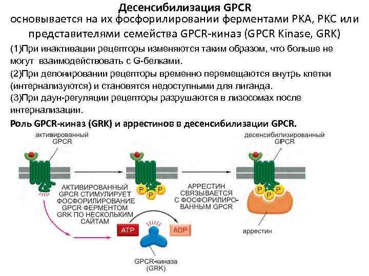 Десенсибилизация GPCR основывается на их фосфорилировании ферментами PKA, PKC или представителями семейства GPCR-киназ (GPCR