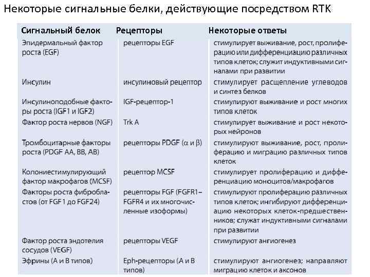 Некоторые сигнальные белки, действующие посредством RTK Сигнальный белок Рецепторы Некоторые ответы 
