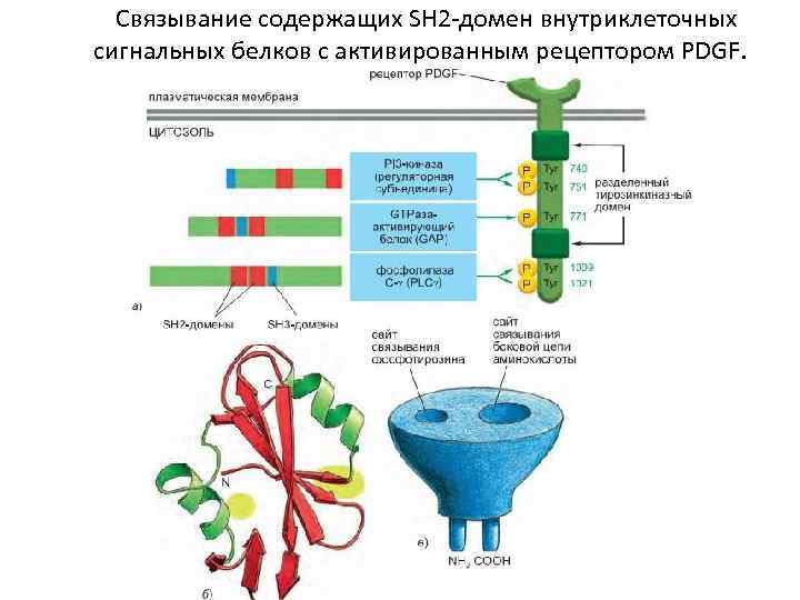 Связывание содержащих SH 2 -домен внутриклеточных сигнальных белков с активированным рецептором PDGF. 