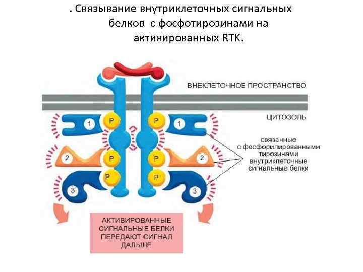 . Связывание внутриклеточных сигнальных белков с фосфотирозинами на активированных RTK. 