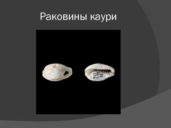 Раковины каури 