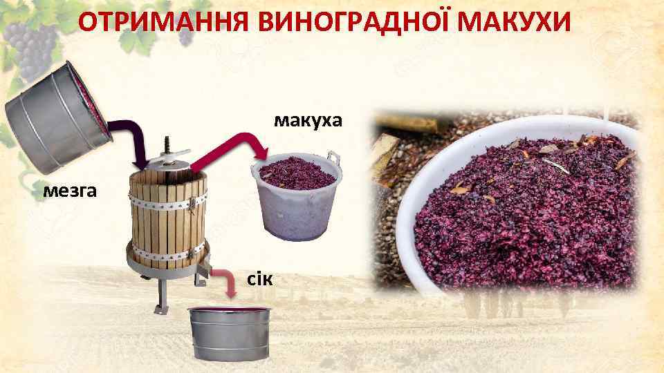 ОТРИМАННЯ ВИНОГРАДНОЇ МАКУХИ макуха мезга сік 