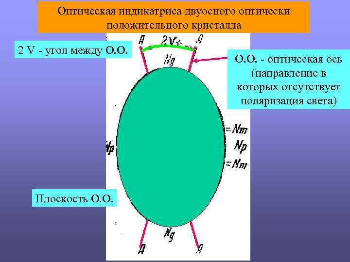 Оптическая индикатриса двуосного оптически положительного кристалла 2 V - угол между О. О. Плоскость