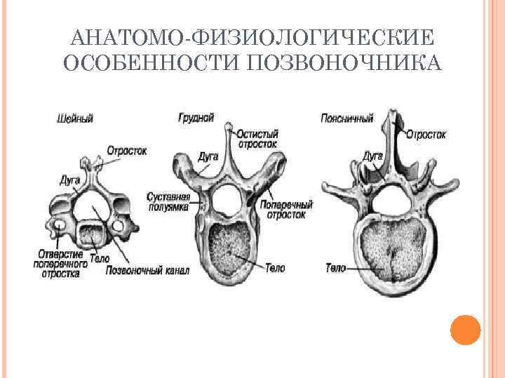 3 особенности позвоночника. Анатомо-функциональные особенности позвоночника. Особенности строения позвоночника ребенка. Анатомо-физиологические особенности позвоночника. Физиологическая особенность позвоночного столба.