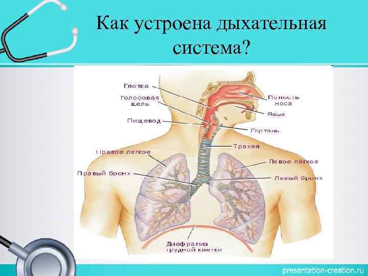 Как устроена дыхательная система? 