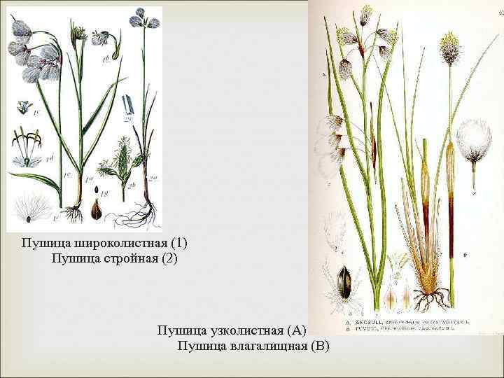 Семейство осоковые презентация