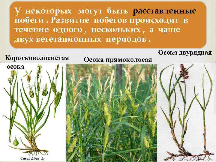 У некоторых могут быть расставленные побеги. Развитие побегов происходит в течение одного , нескольких