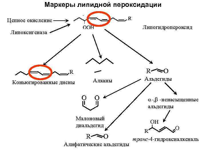 Маркеры липидной пероксидации Цепное окисление Липогидропероксид Липоксигеназа R R Алканы Коньюгированные диены O Альдегиды