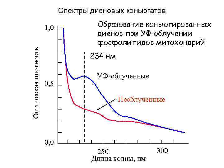 Спектры диеновых коньюгатов Оптическая плотность 1, 0 Образование коньюгированных диенов при УФ-облучении фосфолипидов митохондрий