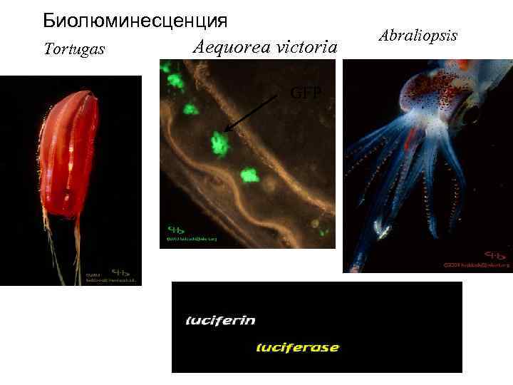 Биолюминесценция Aequorea victoria Tortugas Abraliopsis GFP Hydroid 