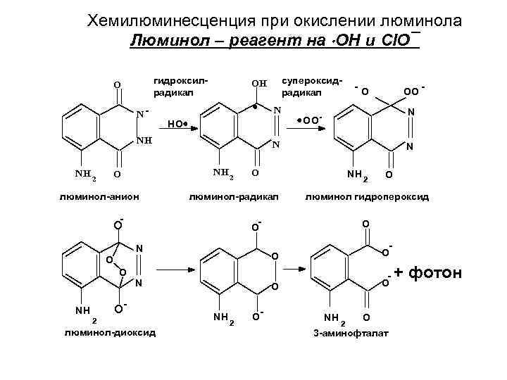 Хемилюминесценция при окислении люминола Люминол – реагент на OH и Cl. O¯ гидроксилрадикал O