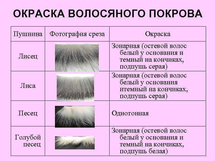ОКРАСКА ВОЛОСЯНОГО ПОКРОВА Пушнина Фотография среза Лисец Лиса Песец Голубой песец Окраска Зонарная (остевой