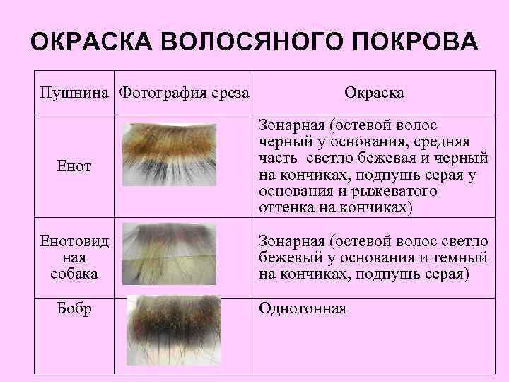 Волосяной покров. Типы волосяного Покрова. Охарактеризуйте типы волосяного Покрова. Окраска волосяного Покрова пушных зверей. Оценка волосяного Покрова.