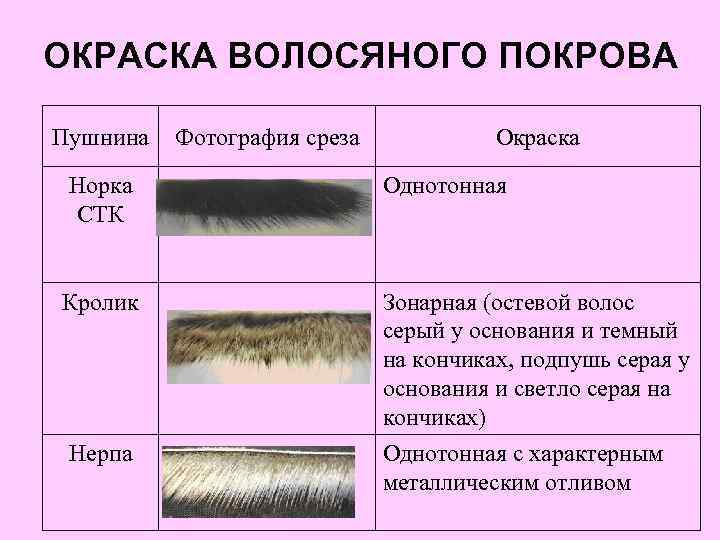 ОКРАСКА ВОЛОСЯНОГО ПОКРОВА Пушнина Фотография среза Окраска Норка СТК Однотонная Кролик Зонарная (остевой волос