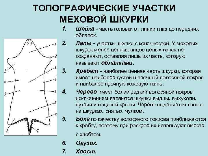 ТОПОГРАФИЧЕСКИЕ УЧАСТКИ МЕХОВОЙ ШКУРКИ 1. Шейка - часть головки от линии глаз до передних