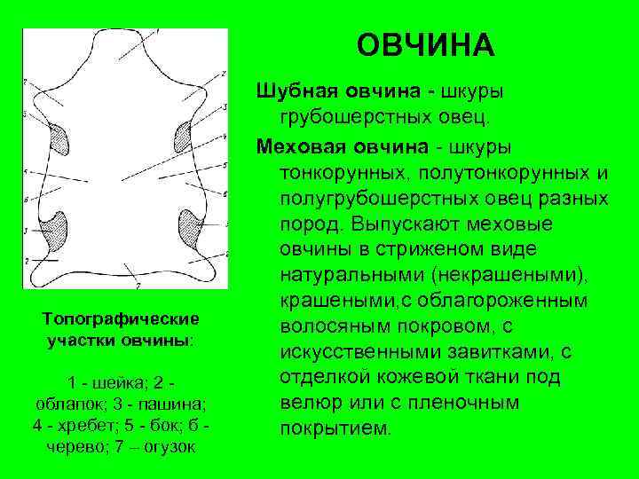 ОВЧИНА Топографические участки овчины: 1 - шейка; 2 облапок; 3 - пашина; 4 -